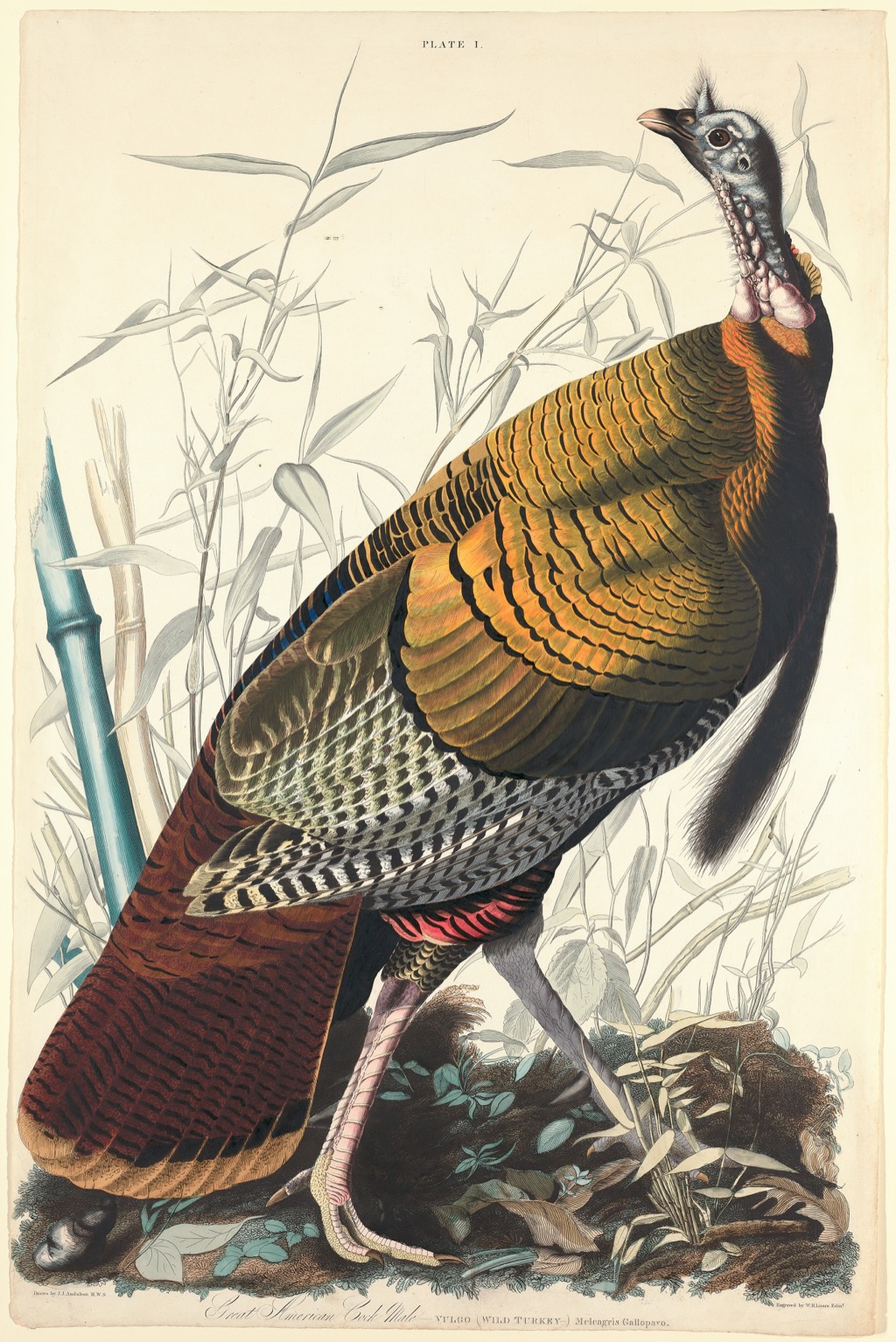 Wild Turkey by John James Audubon